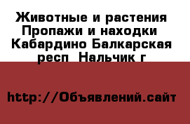 Животные и растения Пропажи и находки. Кабардино-Балкарская респ.,Нальчик г.